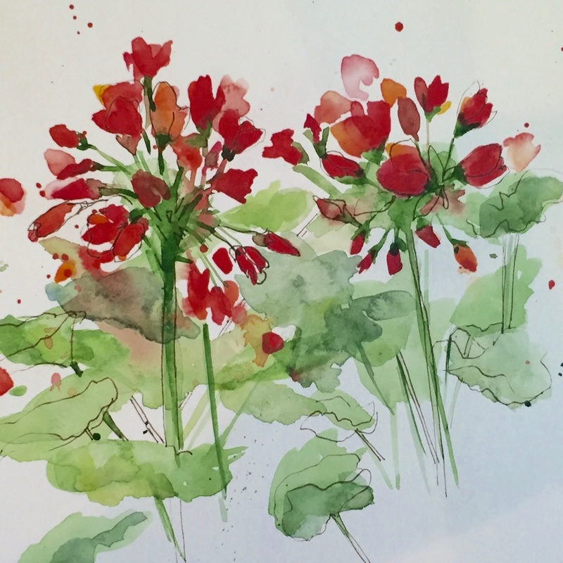 Red Geraniums