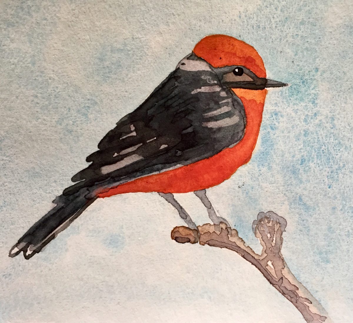 Vermillion Flycatcher