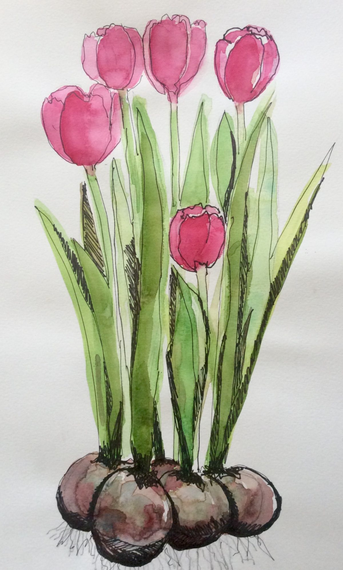 Pink Tulips