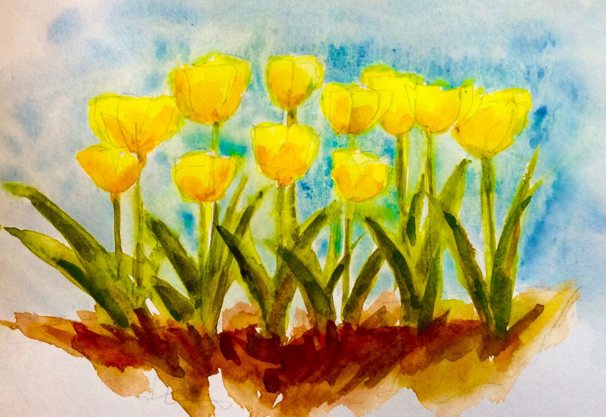 Yellow Tulips