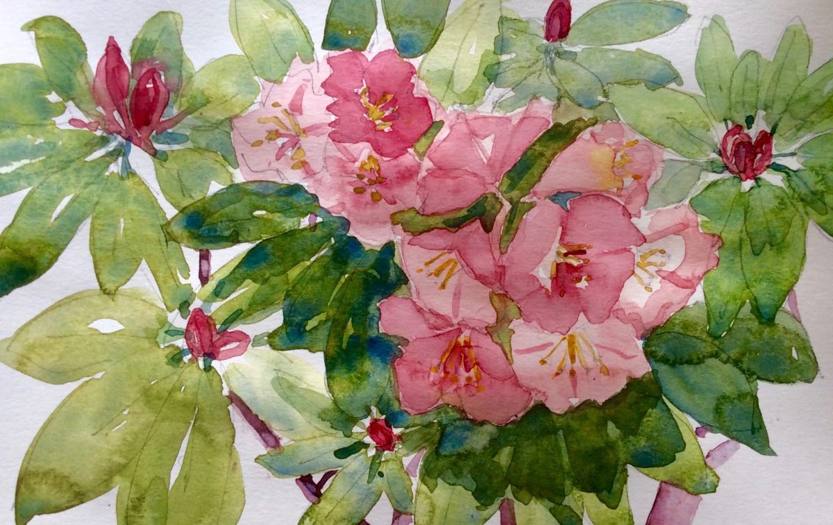 Rhododendron