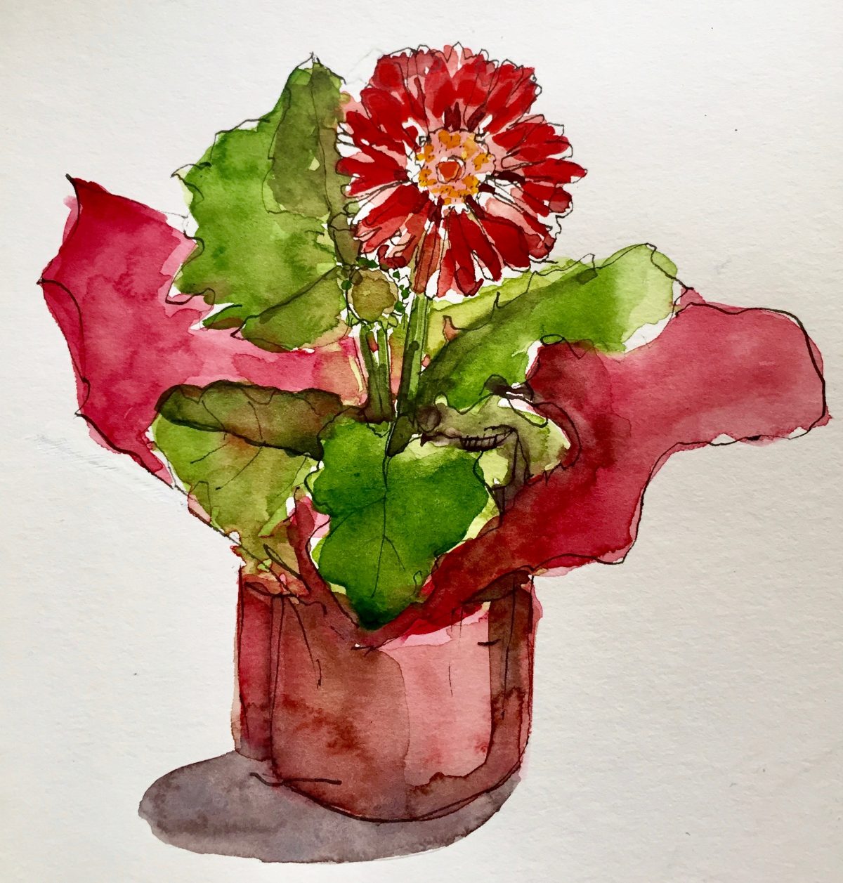 Gerbera