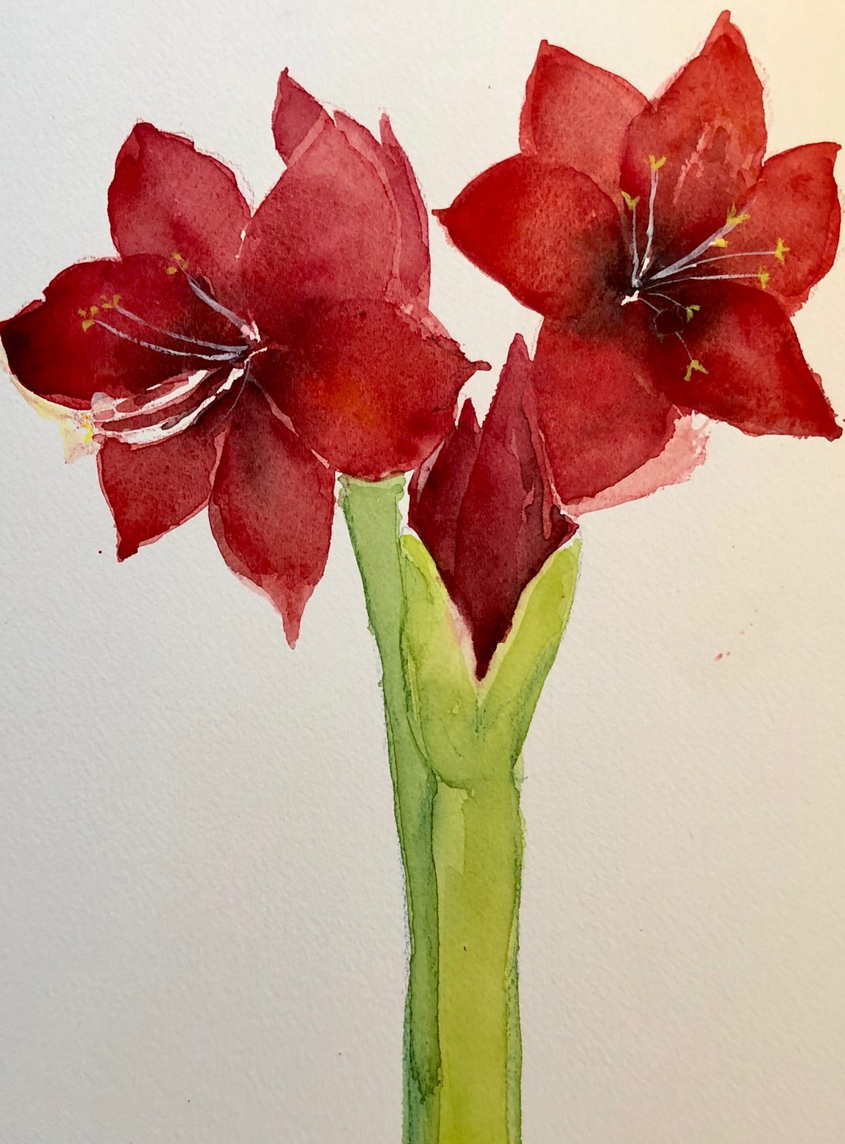 Amaryllis