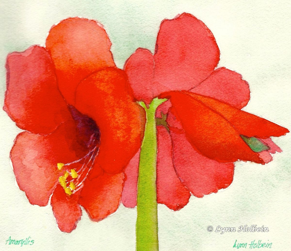 Two Amaryllis